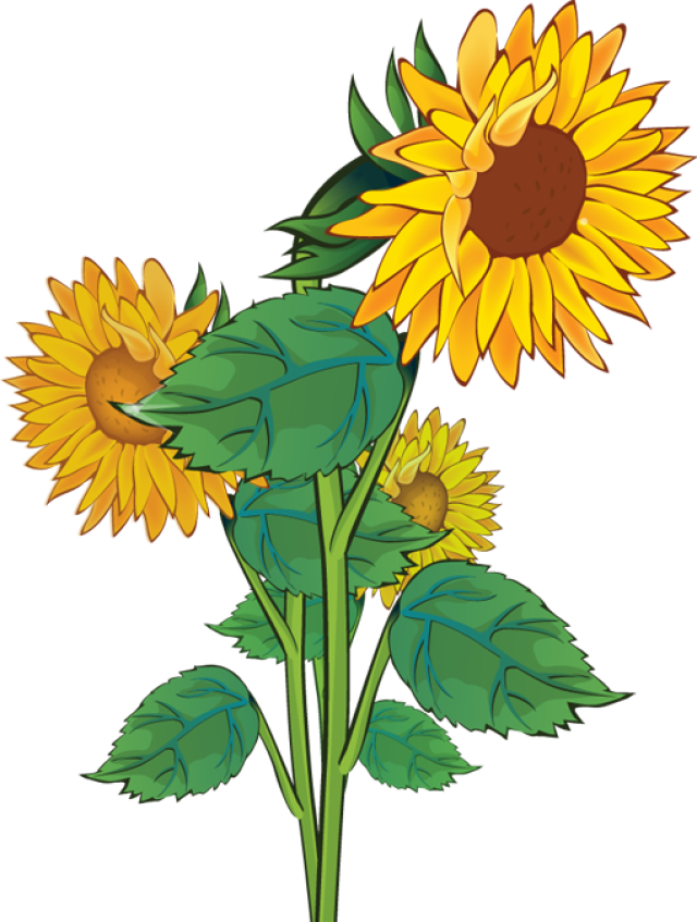 Clip Art Of Sunflowers     Dixie Allan