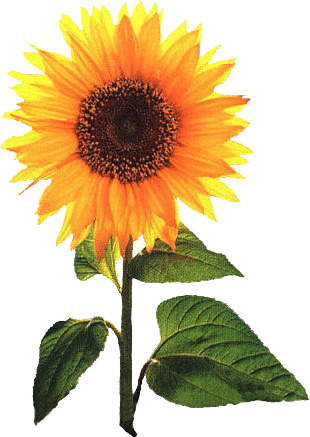 Clipart Sunflower Image Search Results