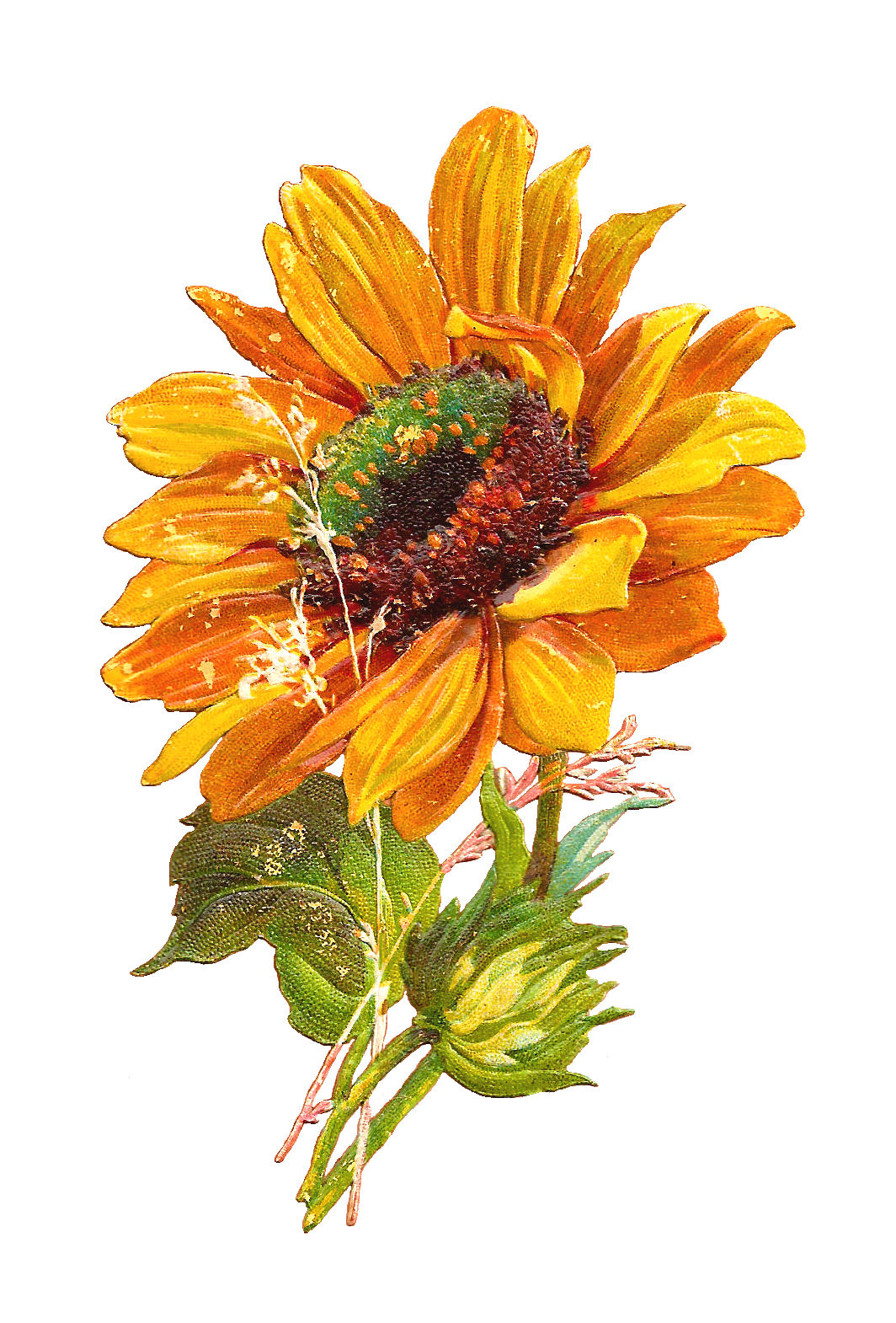 Fall Sunflower Clipart Sunflower Clip Art Of 2