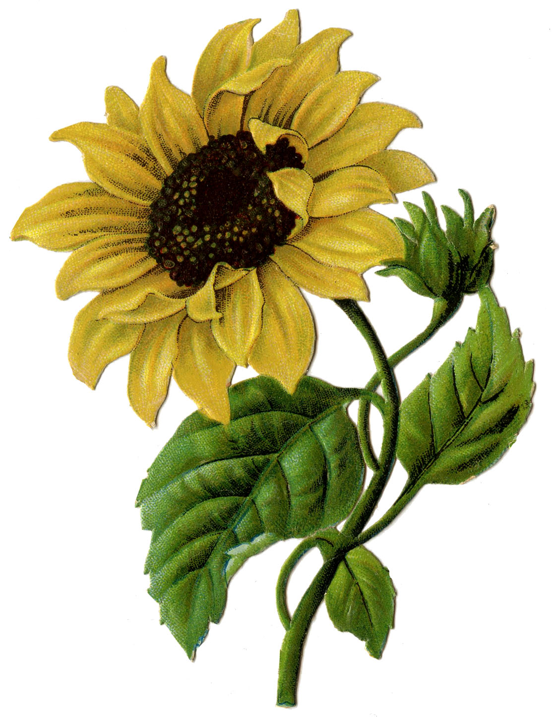 Gallery For   Fall Sunflower Clip Art