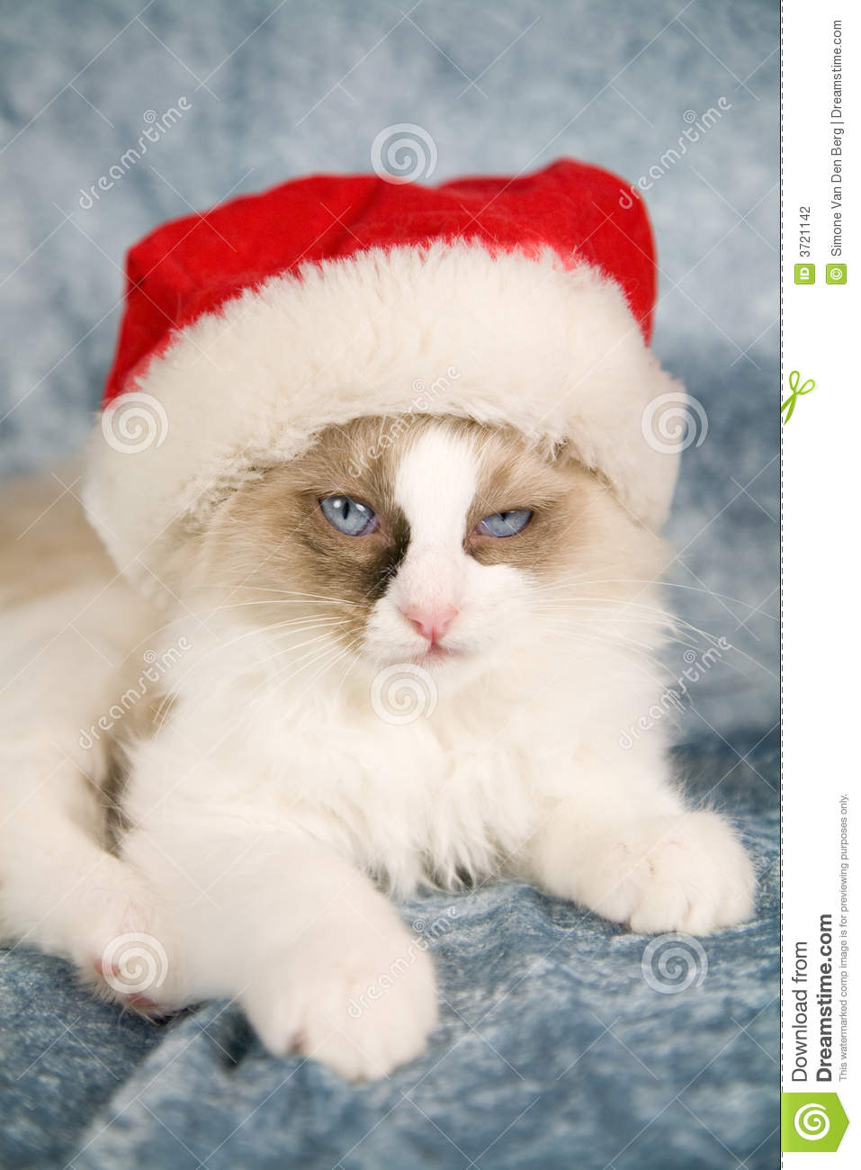 Little Ragdoll Kitten Looking Not Amused With Wearing A Santa Hat