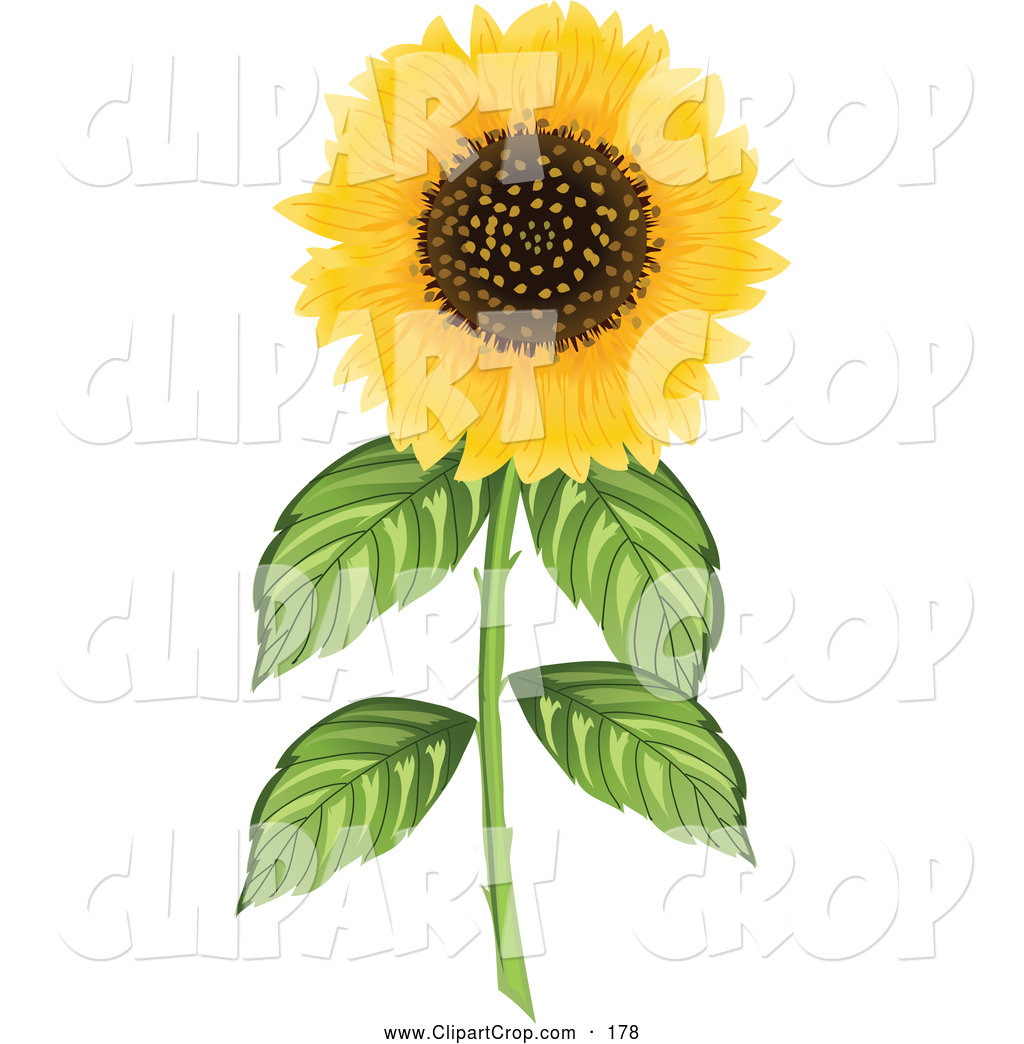 Sunflower Clip Art Images Sunflower Stock Photos Amp Clipart Sunflower