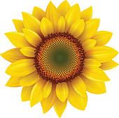Sunflower Illustrations And Clipart