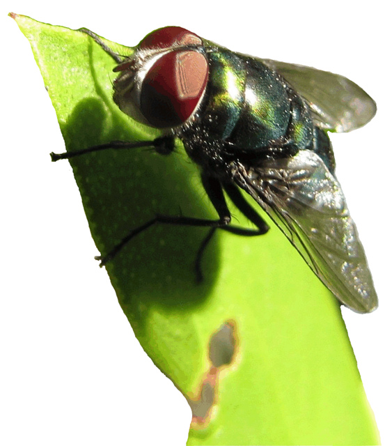 Green Fly Clipart Lge 14cm   This Clipart Style Image Has Be    