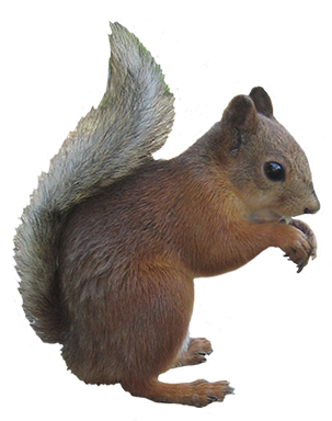 Squirrel Clipart Red Squirrel Clip Art