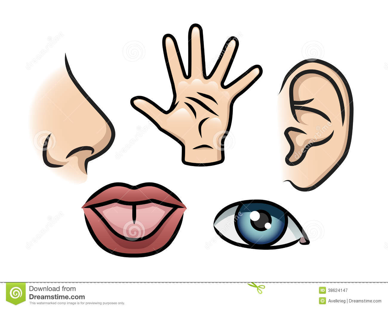 Cartoon Illustration Depicting The 5 Senses  Smell Touch Hearing