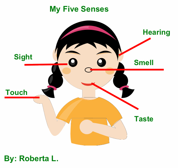 Example Of Labeling The Five Senses Clipart   Free Clip Art Images