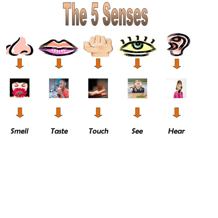 Five Senses Clipart   Clipart Best