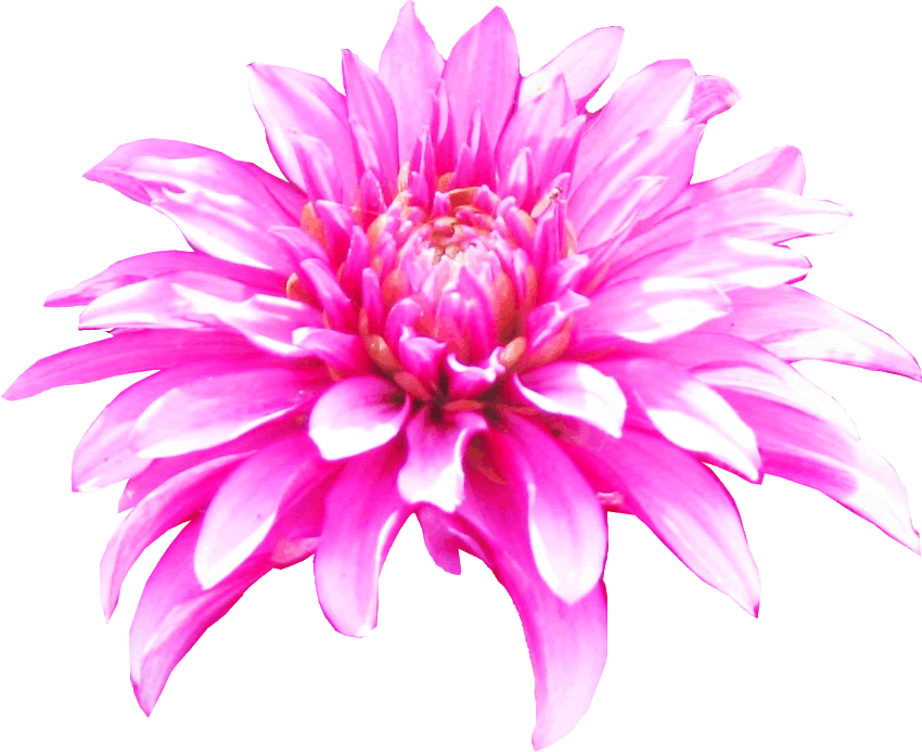 Pink Dahlia Flower Clipart Lge 12 Cm Wide Gif By Puzzled Pics    