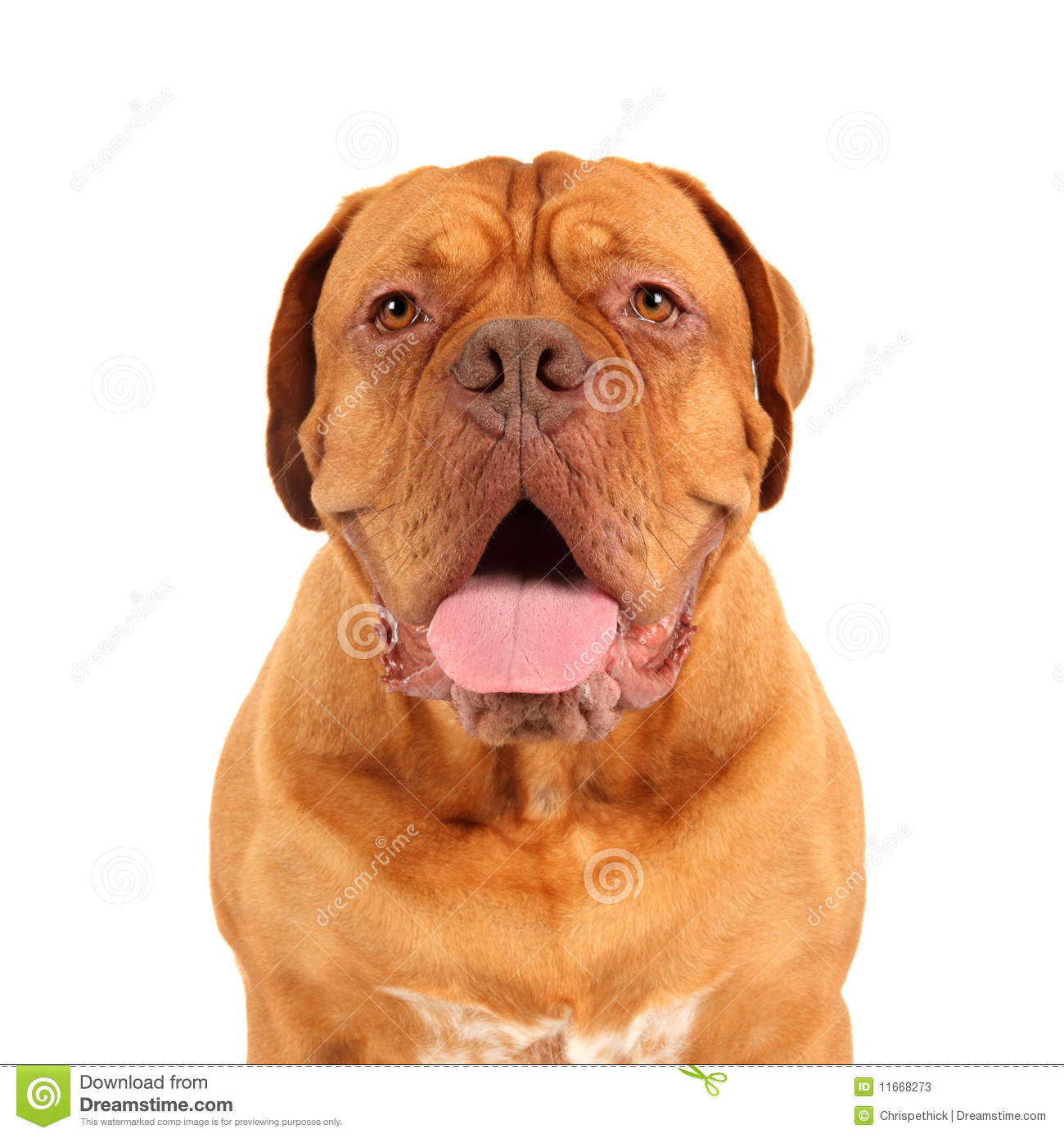 Front On Portrait Of A Healthy 1 5 Year Old Male French Mastiff  Dog    