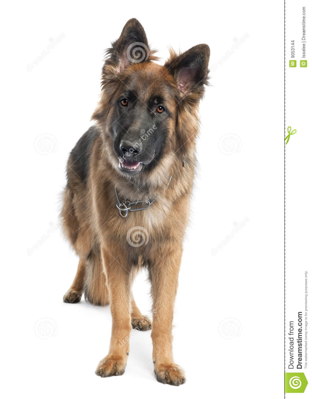 More Similar Stock Images Of   German Shepherd  1 Year Old   