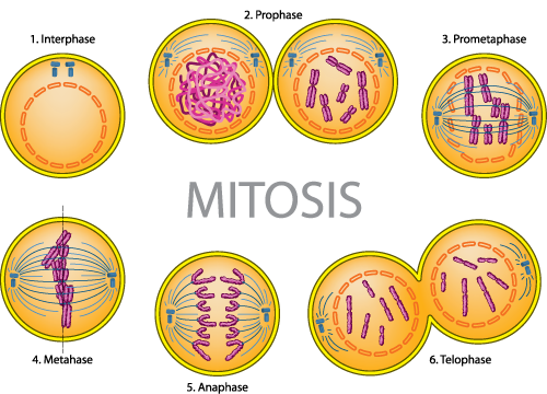 Phases In Mitosis   Mesothelial Cells S