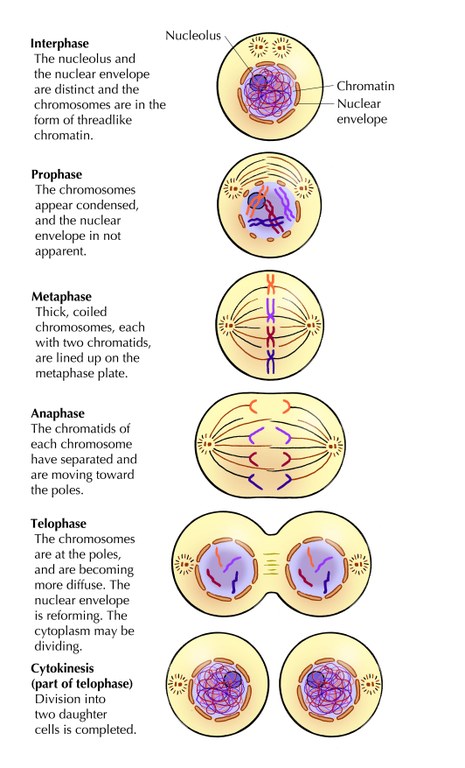 Phases Of Mitosis Stage Clipart   Free Clipart