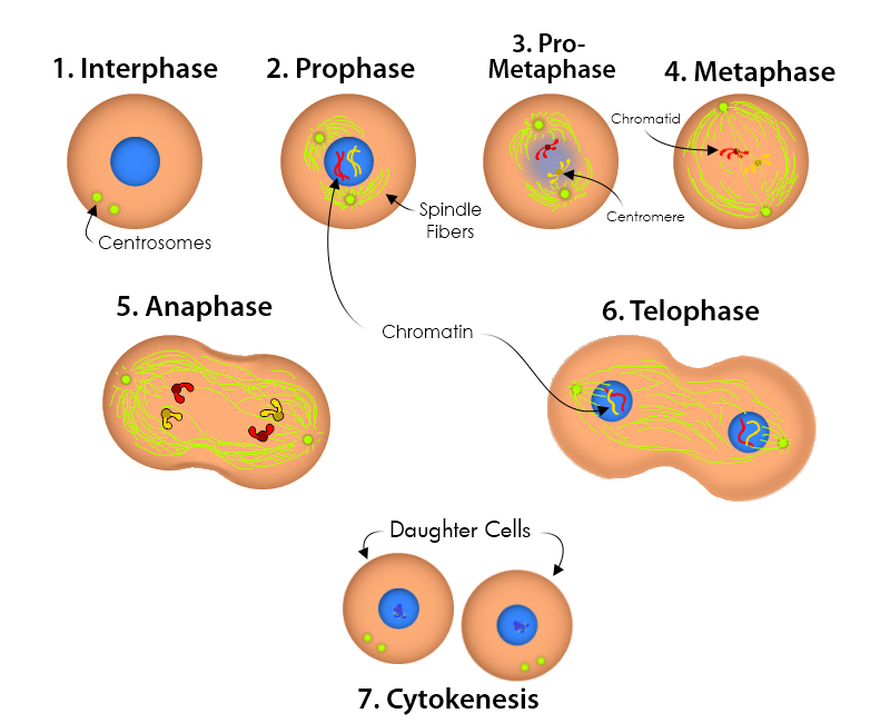 Photo Gallery Of The What Is Phases Of Mitosis Diagram