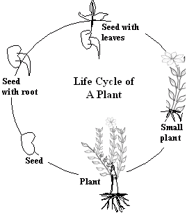 Stages In Plant Life