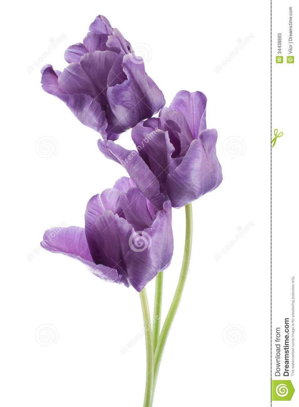 Studio Shot Of Blue Colored Tulip Flowers Isolated On White Background    