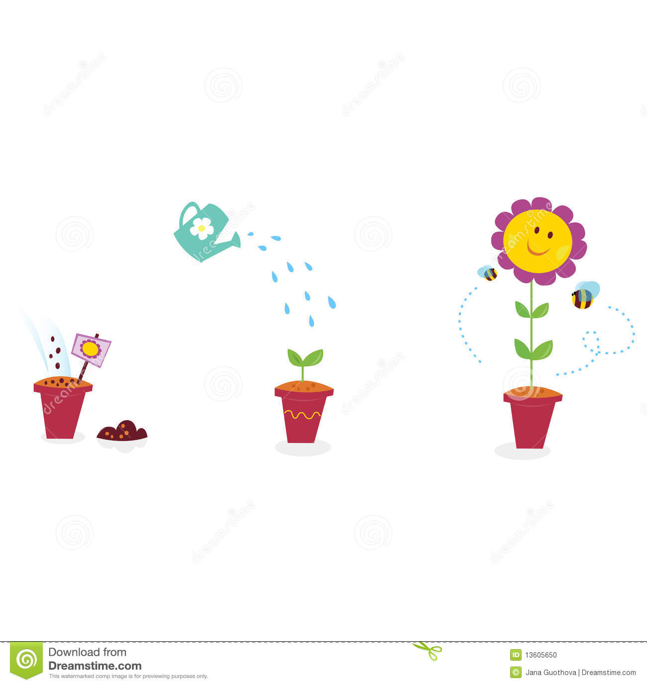 The Growing Process Of Sunflower In Three Stages  Vector Illustration