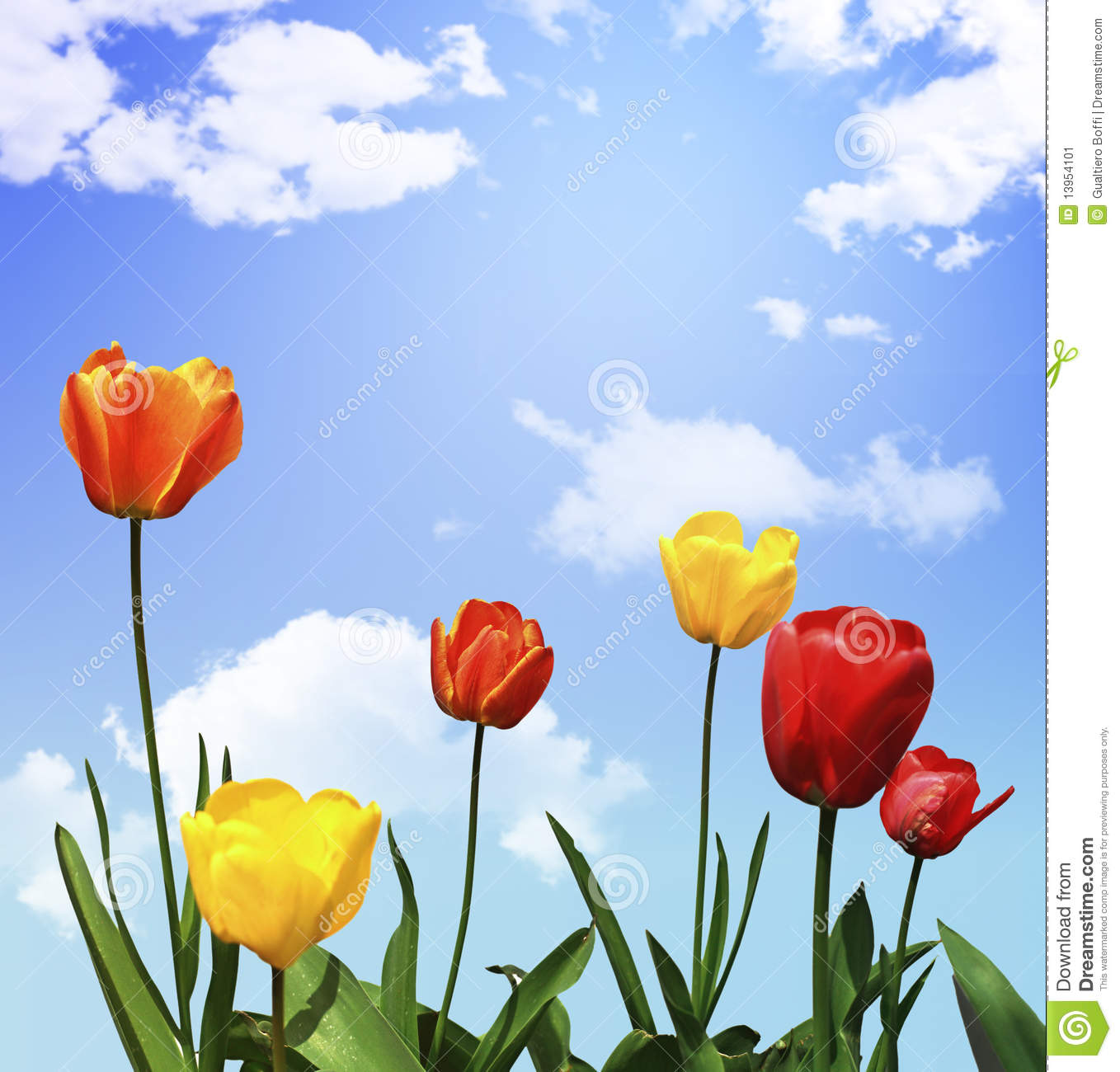 Tulip Flowers Stock Image   Image  13954101