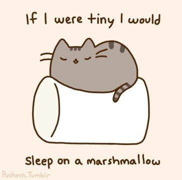 Cat Cute Marshmallow Picture   Image  612602 On Favim Com