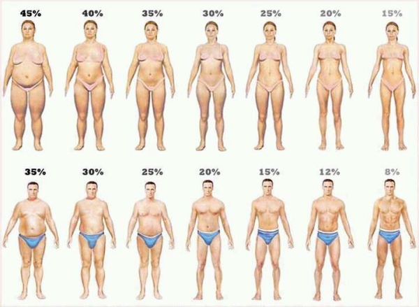Check Your Body Fat Percentage Online   Body Fat Percentage Calculator    