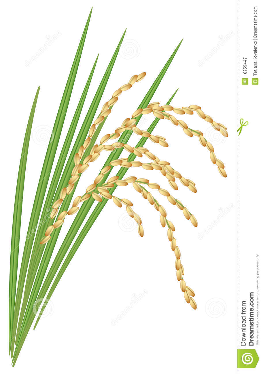 Indigo Plant Clip Art For   Rice Plant Clipart