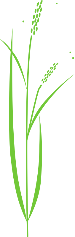 Rice Plant By Raphaelb   A Clip Art Of A Rice Plant 