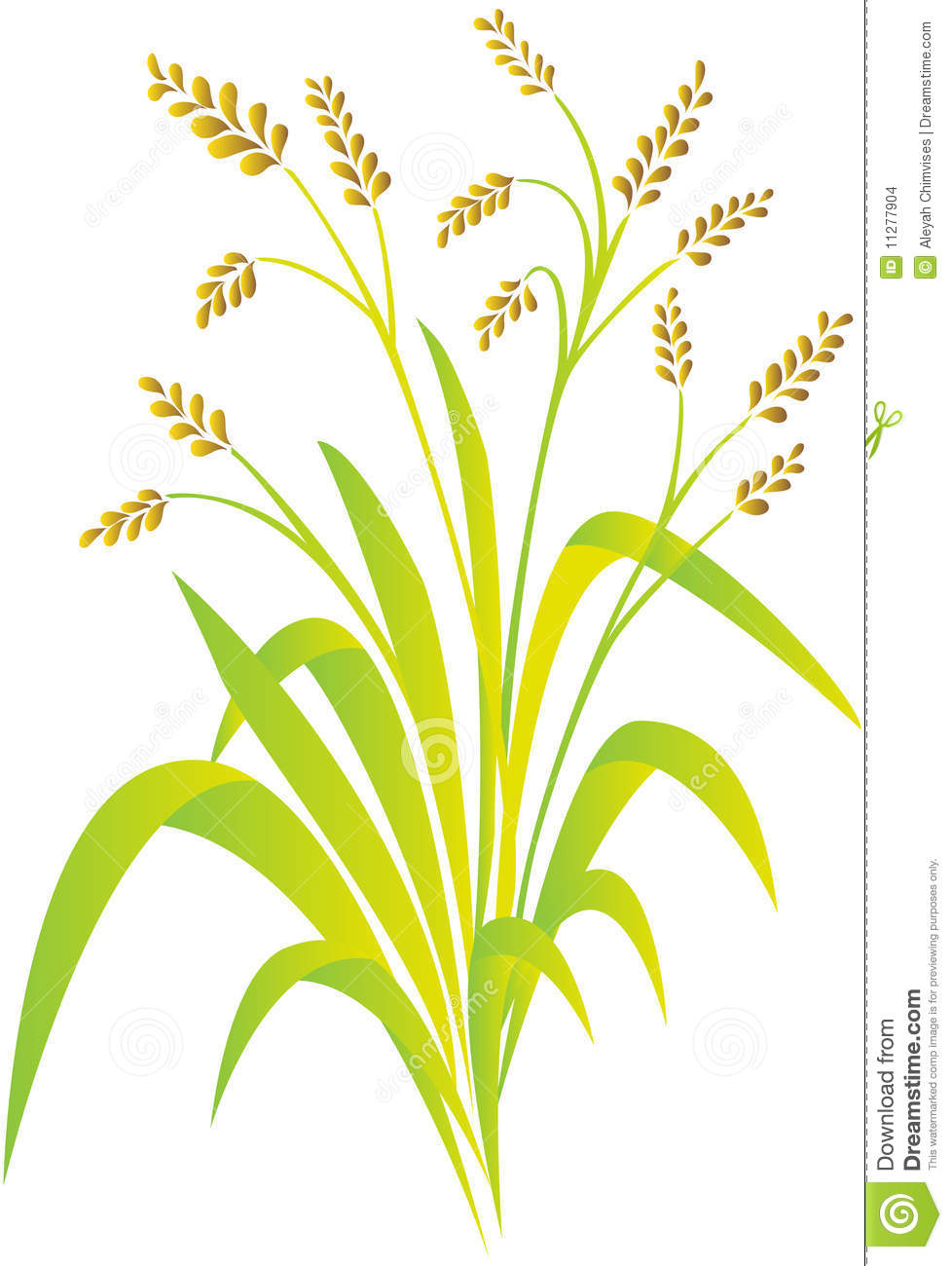 Rice Plant Clipart Images   Pictures   Becuo