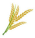 Rice Plant Clipart Rice On White Background