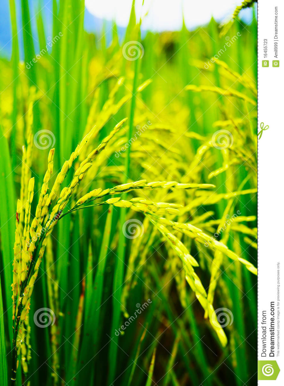 Rice Plant Clipart Rice Plant