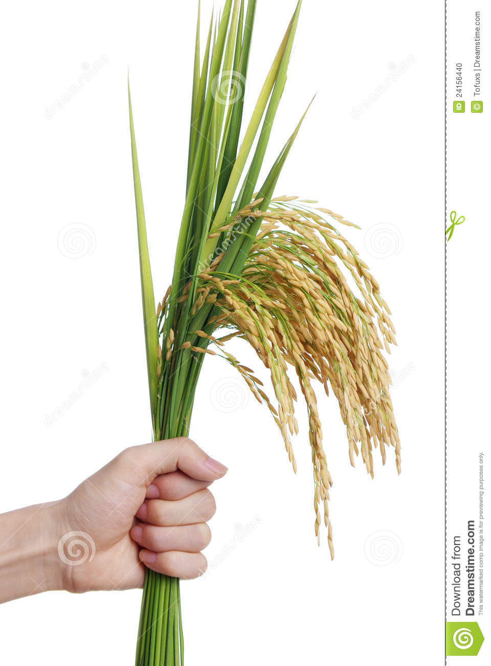 Rice Stock Photo   Image  24156440