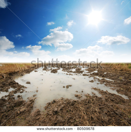 Soil Background Mud Puddle Marsh Well Blue Sky Rice   Stock Photo