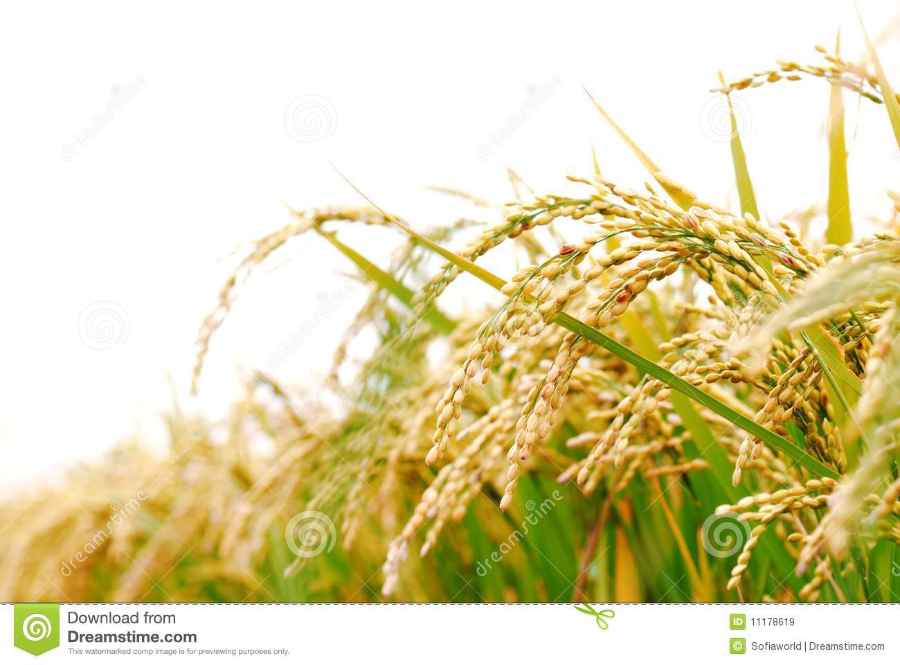Woodland Rice Plant Clipart