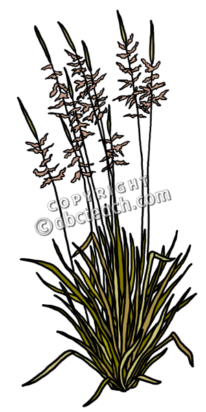 Clip Art Plants Wild Rice Color 2 Preview 1