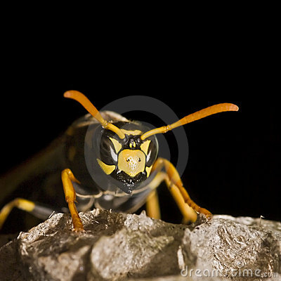 Paper Wasp Queen Protecting Its Nest Stock Images   Image  4578594