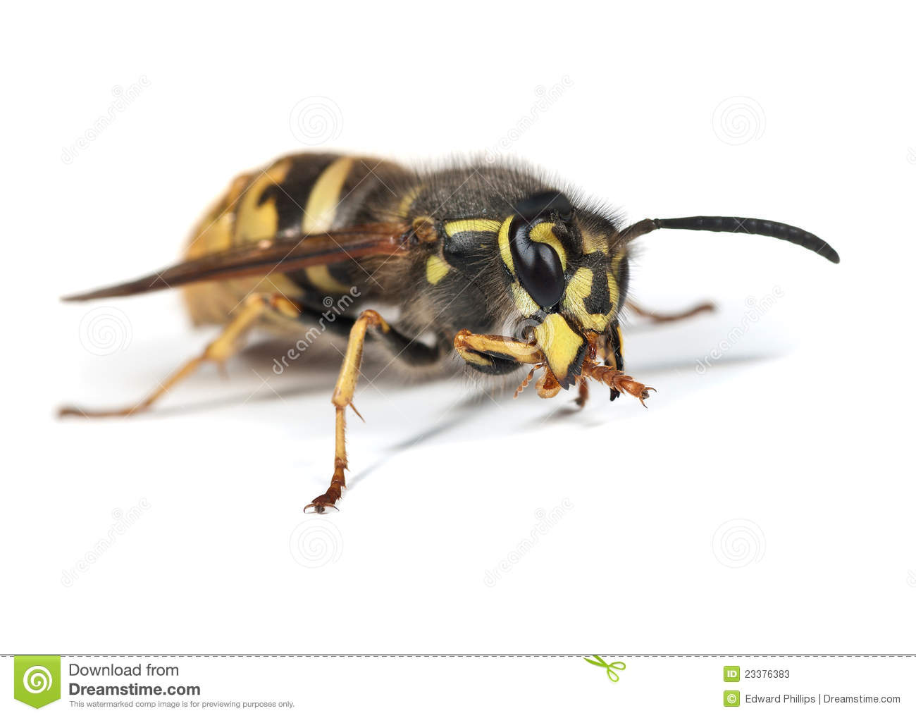 Queen Wasp   Vespula Vulgaris Grooming Her Leg