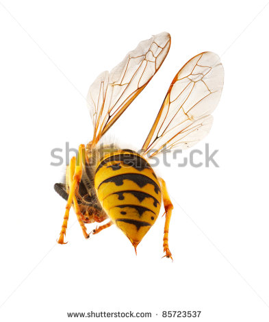 Wasp Presenting It S Abdomen With Threatening Stinger Macro With    