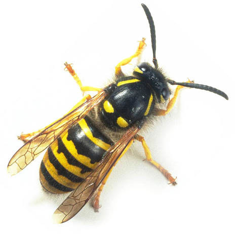 Wasps Pest Control   Warm Wall   Trust A Trader Registered