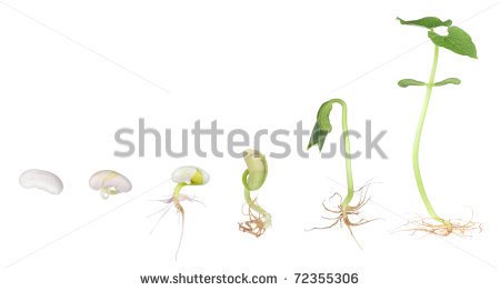 Bean Plant Growing From A Seed To A Seedling Isolated On White   Stock    