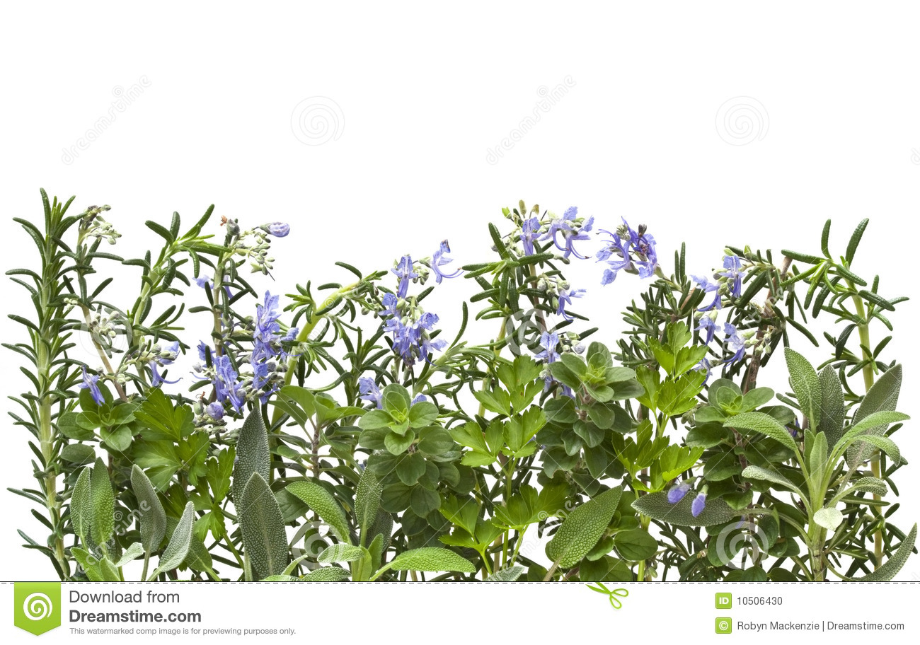 Border Of Fresh Herbs With White Background  Includes Flowering