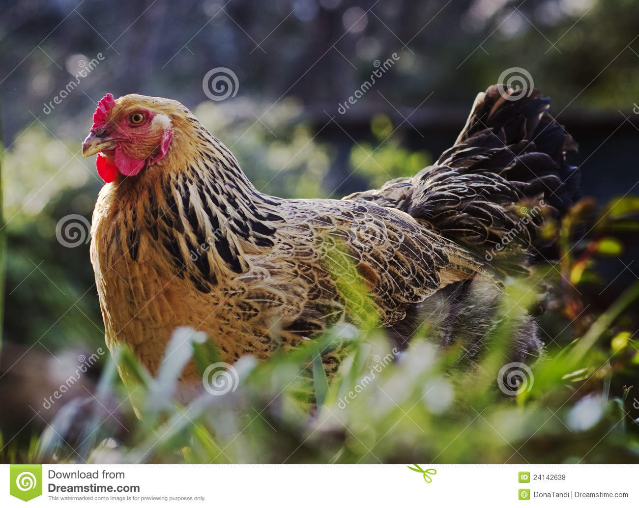 Brown Hen In A Country Field Royalty Free Stock Photos   Image    