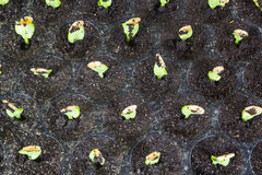 Cultivation Trays Stock Photos   Images