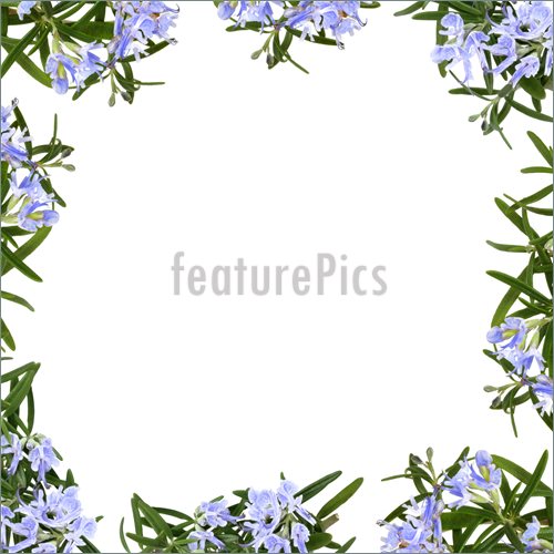 Flower Border Drawings Http   Www Featurepics Com Online Rosemary Herb