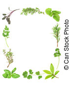 Fresh Aromatic Herbs   Herb Leaf Selection Forming A Border