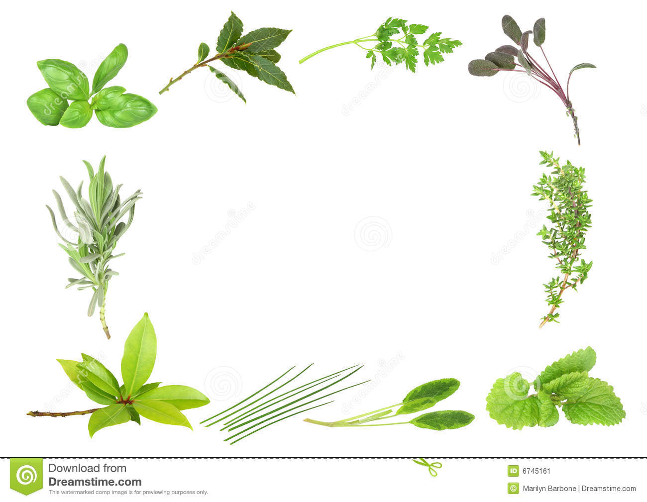 Herb Leaf Selection Forming A Border Of Fresh Bay Lavender Basil