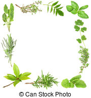 Organic Herbs   Organic Herb Border Of Bay Leaves Lavender
