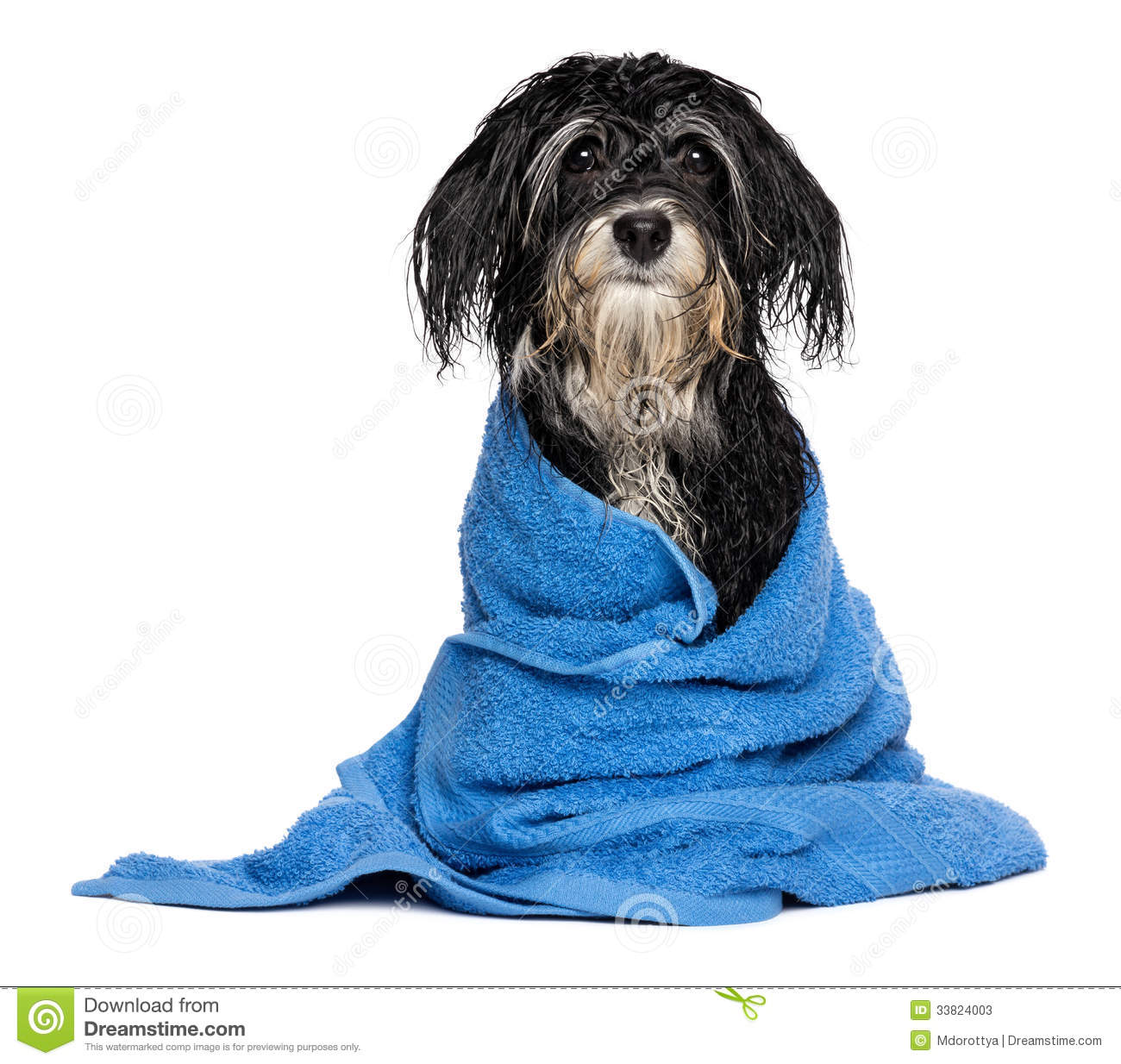     Photos  Wet Havanese Puppy Dog After Bath Is Dressed In A Blue Towel