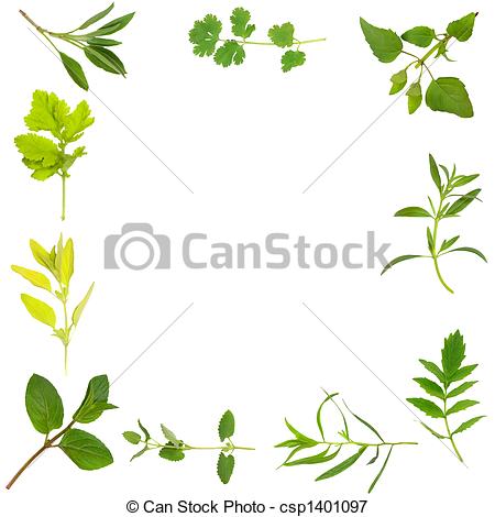 Picture Of Herb Leaf Border   Herb Leaf Selection Forming An Abstract