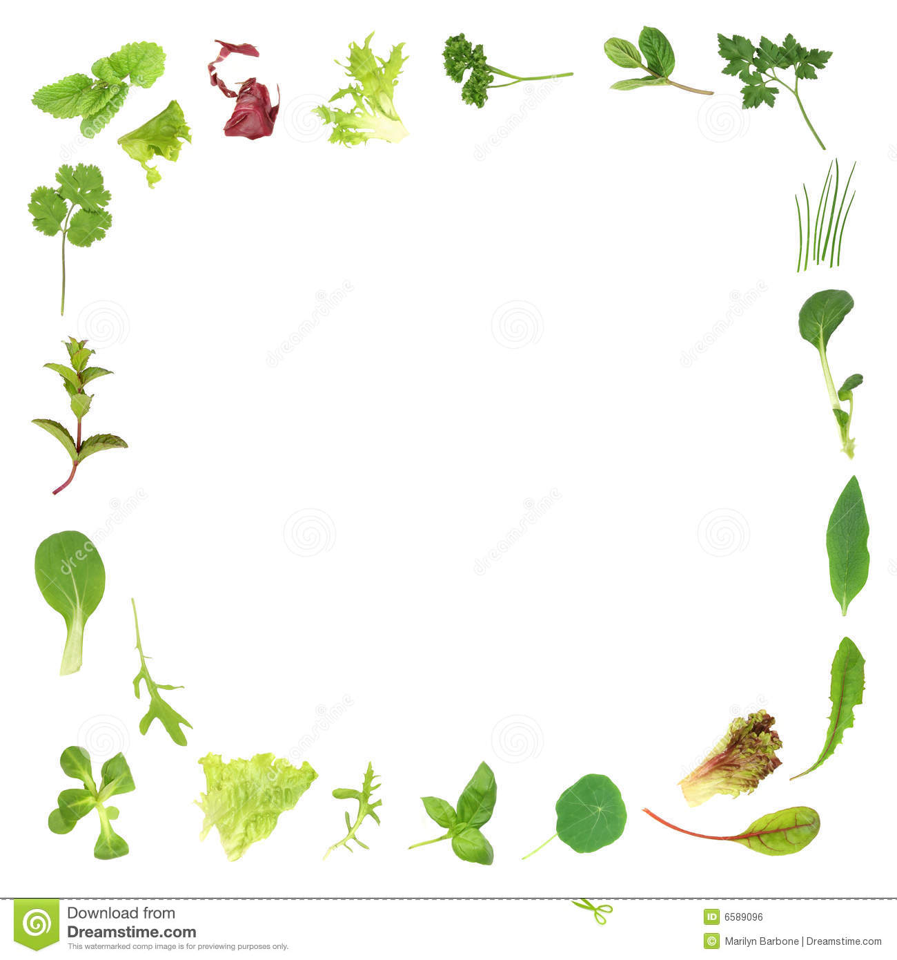 Salad Lettuce And Herb Leaf Border Over White Background