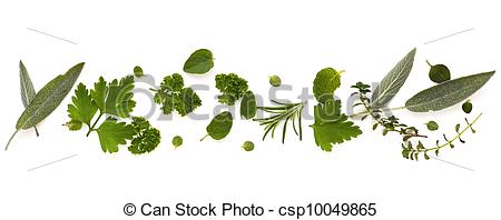Stock Image Of Herb Border Over White Background   Border Of Fresh