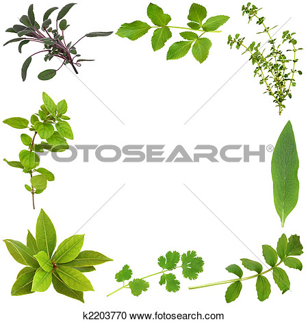 Stock Photography Of Herb Leaf Abstract Border K2203770   Search Stock